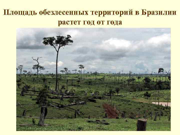 Площадь обезлесенных территорий в Бразилии растет год от года 