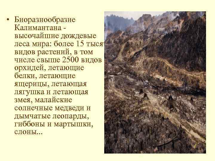  • Биоразнообразие Калимантана - высочайшие дождевые леса мира: более 15 тысяч видов растений,