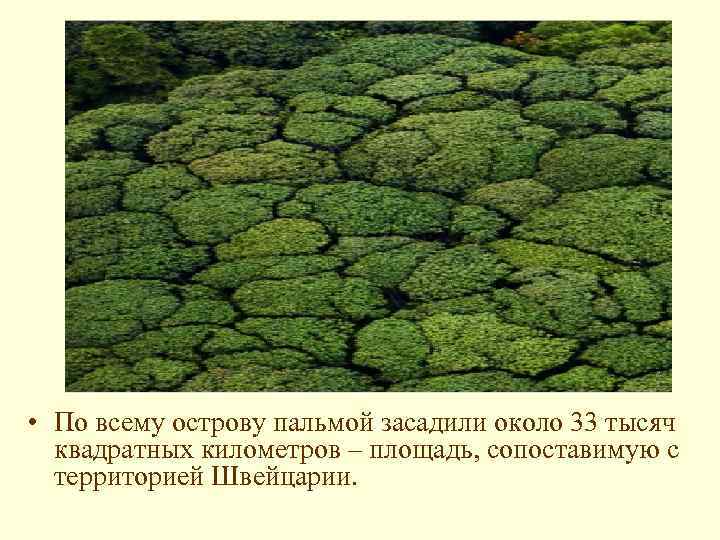  • По всему острову пальмой засадили около 33 тысяч квадратных километров – площадь,