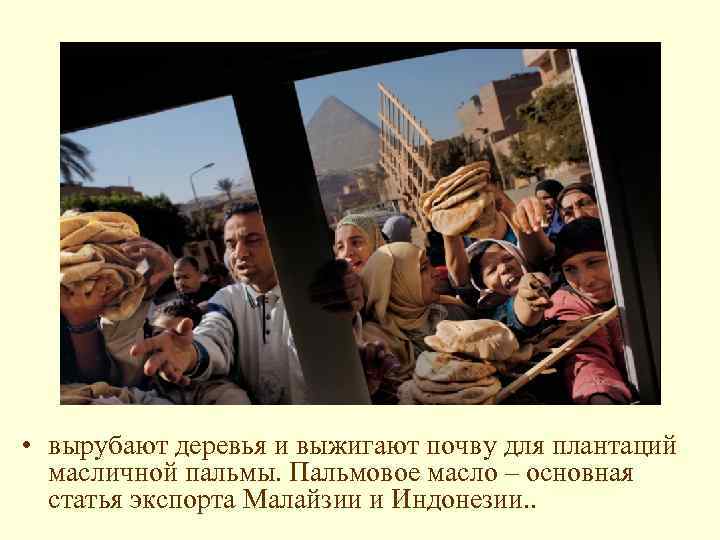  • вырубают деревья и выжигают почву для плантаций масличной пальмы. Пальмовое масло –