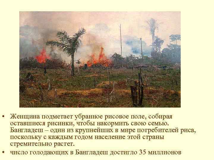  • Женщина подметает убранное рисовое поле, собирая оставшиеся рисинки, чтобы накормить свою семью.