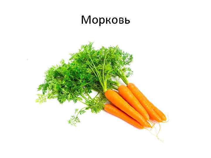 Морковь 