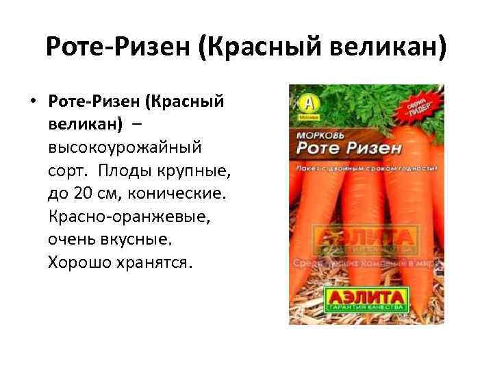 Роте-Ризен (Красный великан) • Роте-Ризен (Красный великан) – высокоурожайный сорт. Плоды крупные, до 20