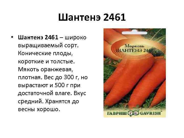 Шантенэ 2461 • Шантенэ 2461 – широко выращиваемый сорт. Конические плоды, короткие и толстые.