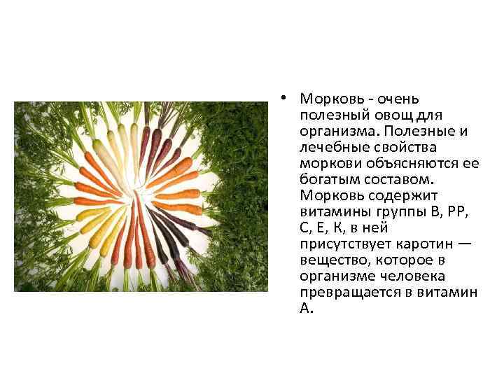  • Морковь - очень полезный овощ для организма. Полезные и лечебные свойства моркови