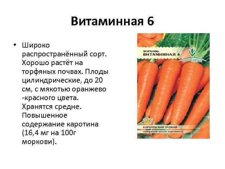 Витаминная 6 • Широко распространённый сорт. Хорошо растёт на торфяных почвах. Плоды цилиндрические, до