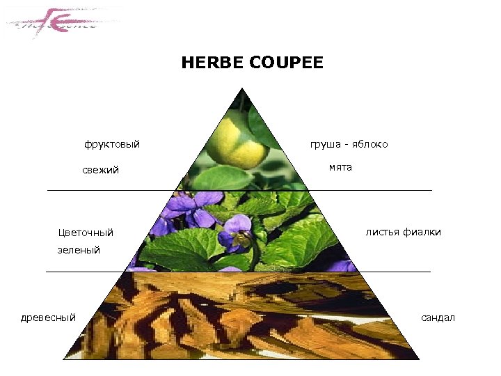 HERBE COUPEE фруктовый свежий Цветочный груша - яблоко мята листья фиалки зеленый древесный сандал