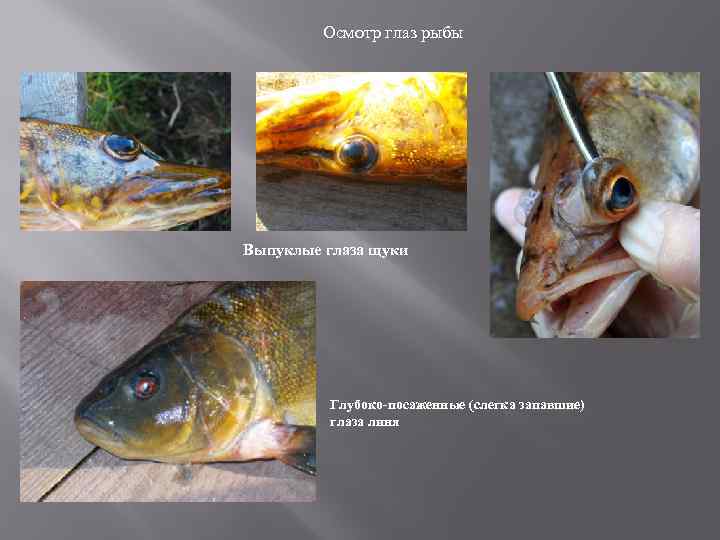 Осмотр глаз рыбы Выпуклые глаза щуки Глубоко-посаженные (слегка запавшие) глаза линя 