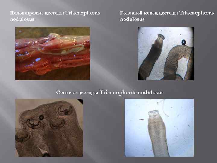 Половозрелые цестоды Triaenophorus nodulosus Головной конец цестоды Triaenophorus nodulosus Сколекс цестоды Triaenophorus nodulosus 