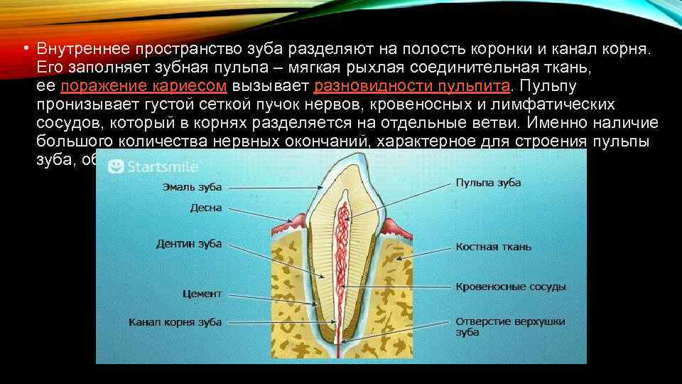  • Внутреннее пространство зуба разделяют на полость коронки и канал корня. Его заполняет