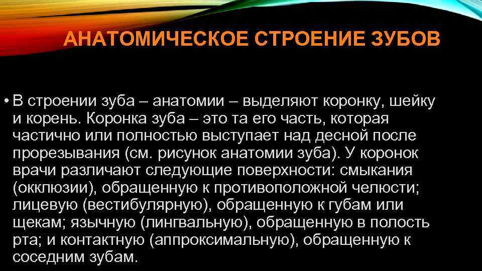 АНАТОМИЧЕСКОЕ СТРОЕНИЕ ЗУБОВ • В строении зуба – анатомии – выделяют коронку, шейку и