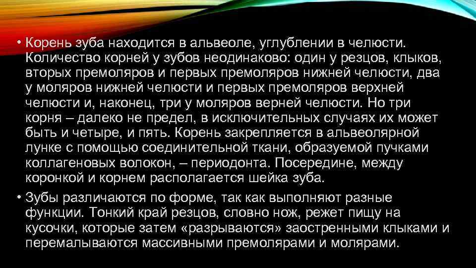  • Корень зуба находится в альвеоле, углублении в челюсти. Количество корней у зубов