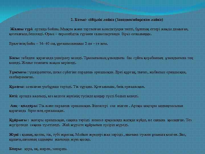 2. Батыс- сібірлік лайка (Западносибирская лайка) Жалпы түрі: ортаща бойлы. Мықты және тартылған конституция