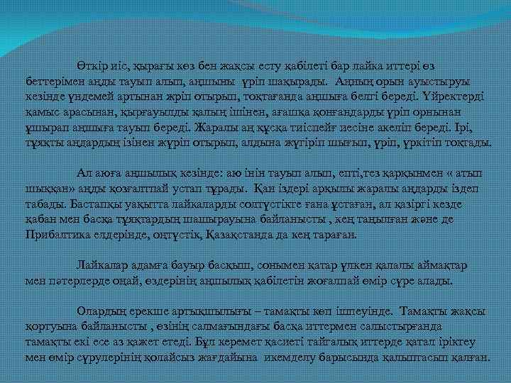 Өткір иіс, қырағы көз бен жақсы есту қабілеті бар лайка иттері өз беттерімен аңды