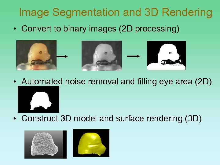 Image Segmentation and 3 D Rendering • Convert to binary images (2 D processing)