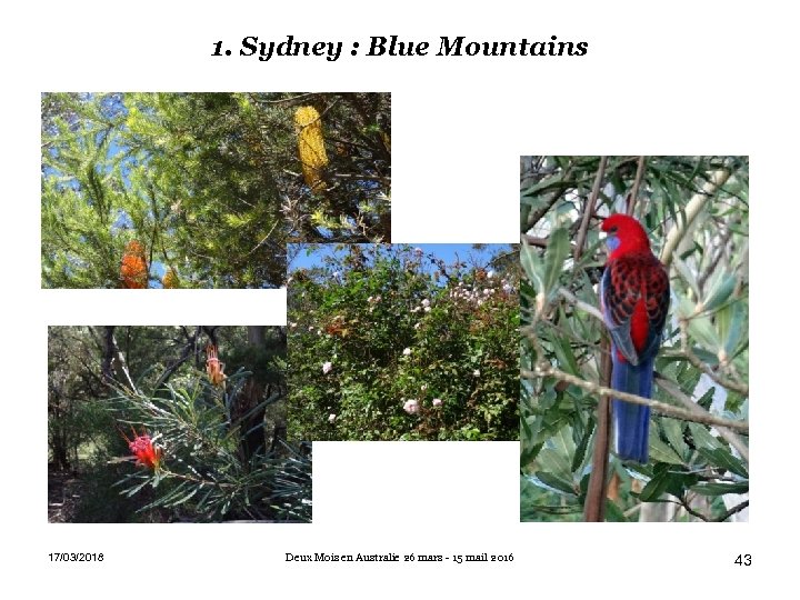 1. Sydney : Blue Mountains 17/03/2018 Deux Mois en Australie 26 mars - 15