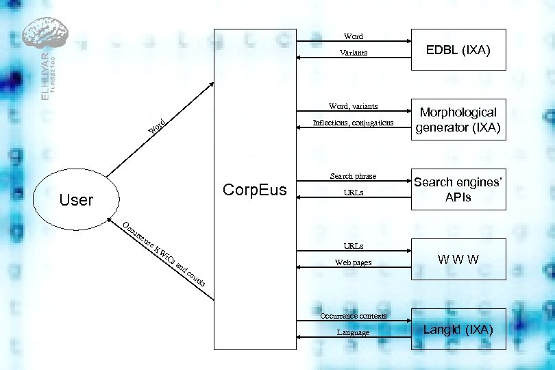 Word Variants Word, variants rd Inflections, conjugations o W Corp. Eus User Oc cu