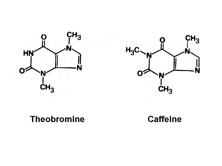 Theobromine Caffeine 
