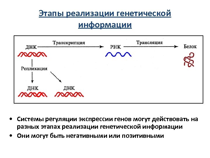 Этапы реализации генетической информации • Системы регуляции экспрессии генов могут действовать на разных этапах