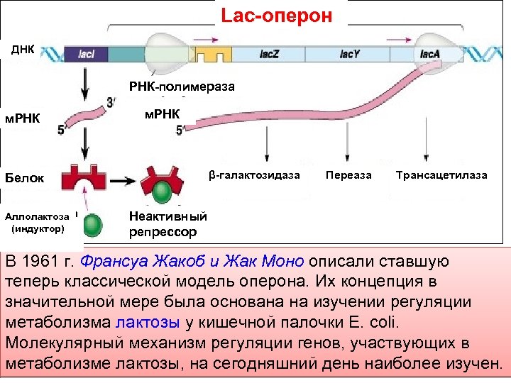 Строение оперона. Лак оперон регуляция. Позитивная регуляция Lac оперона. Модель оперона Жакоба и моно. Оперон Жакоб и моно.