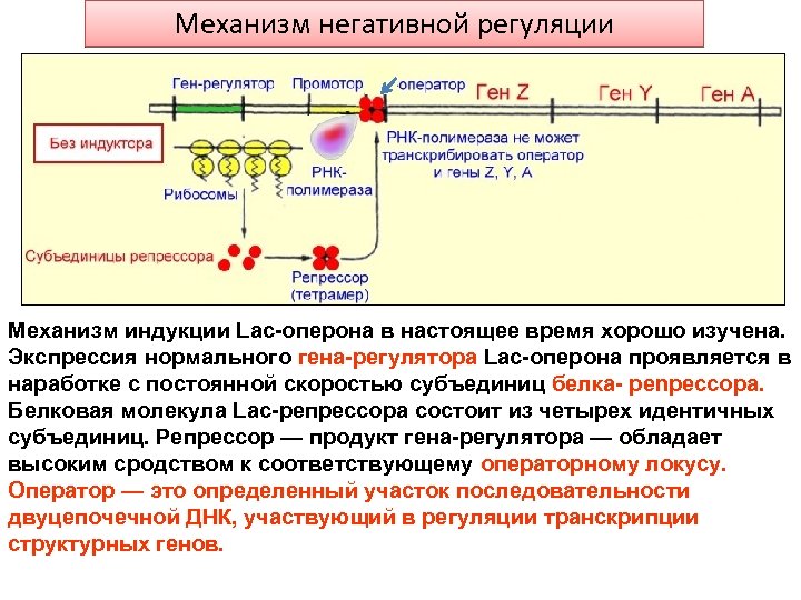 Нормальные гены