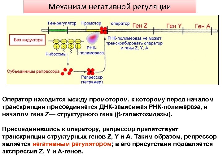 Механизм негативной регуляции Оператор находится между промотором, к которому перед началом транскрипции присоединяется ДНК-зависимая