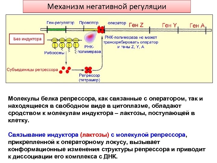 Механизм негативной регуляции Молекулы белка репрессора, как связанные с оператором, так и находящиеся в