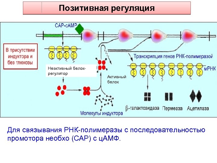 Позитивная регуляция Неактивный белокрегулятор Активный белок Для связывания РНК-полимеразы с последовательностью промотора необхо (САР)