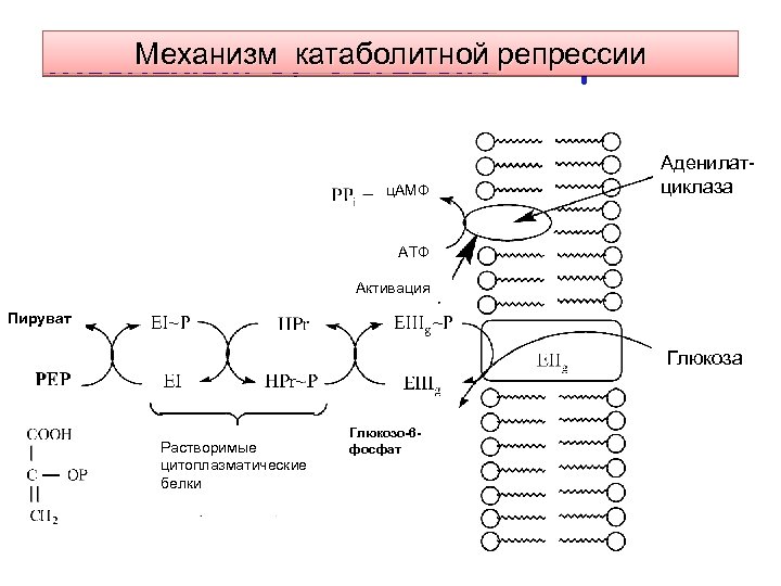 Механизм катаболитной репрессии Mechanism of Catabolite Repression ц. АМФ Аденилатциклаза АТФ Активация Пируват Глюкоза