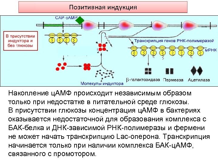 Позитивная индукция Накопление ц. АМФ происходит независимым образом только при недостатке в питательной среде