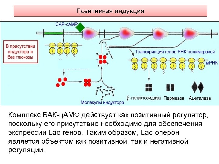 Позитивная индукция Комплекс БАК-ц. АМФ действует как позитивный регулятор, поскольку его присутствие необходимо для