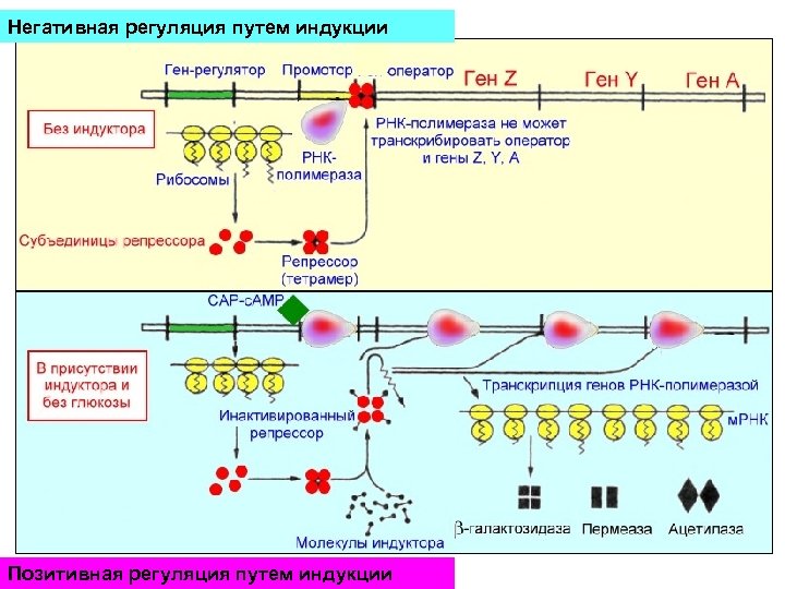 Схема регуляции биосинтеза белка по типу индукции и по типу репрессии
