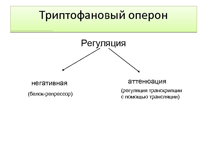 Триптофановый оперон Регуляция негативная (белок-репрессор) аттенюация (регуляция транскрипции с помощью трансляции) 