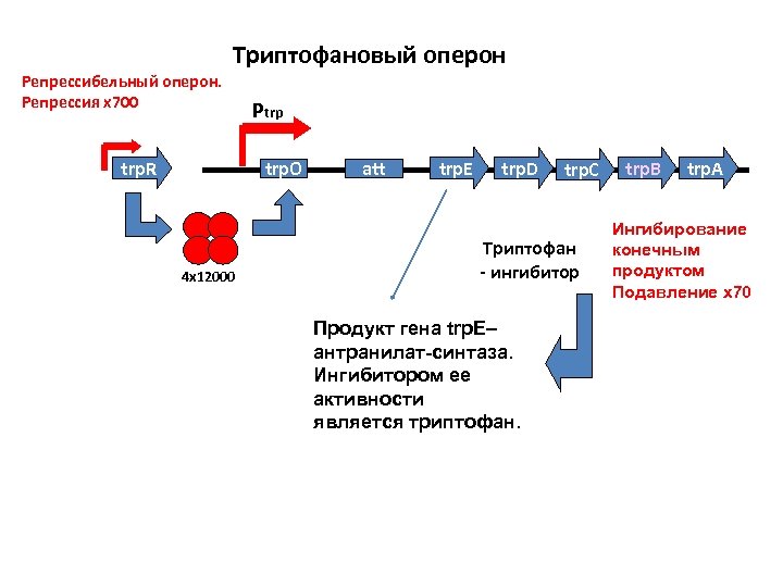 Триптофановый оперон схема