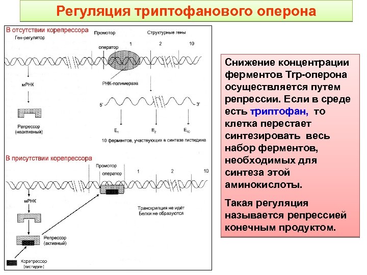 Регуляция триптофанового оперона Снижение концентрации ферментов Trp-оперона осуществляется путем репрессии. Если в среде есть