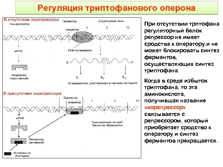 Регуляция триптофанового оперона При отсутствии трптофана регуляторный белок репрессор не имеет сродства к оператору