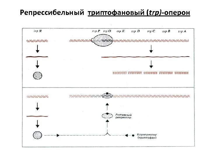 Схема расшифровка генетической информации