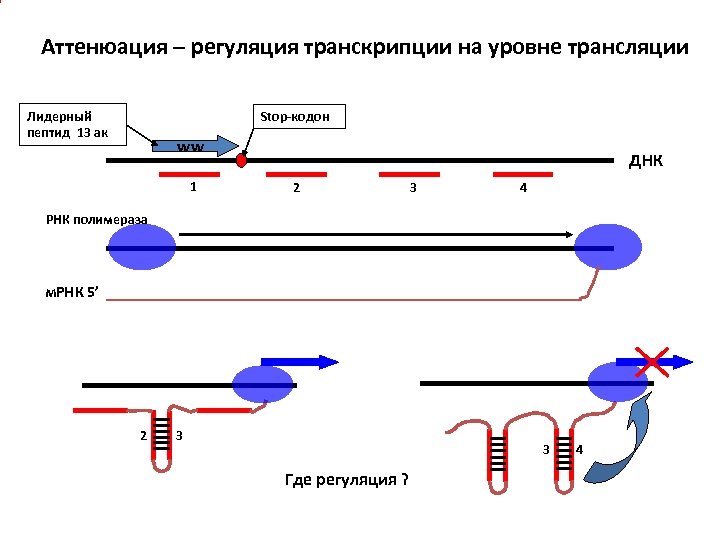 Аттенюация – регуляция транскрипции на уровне трансляции Лидерный пептид 13 ак Stop-кодон ww 1