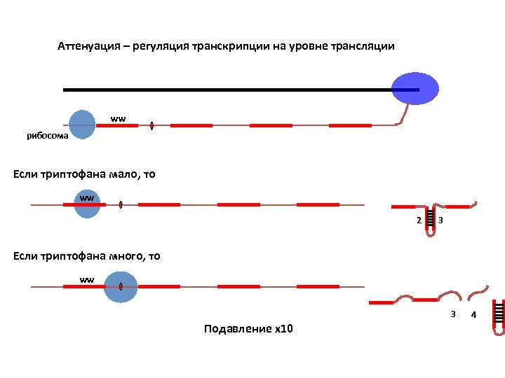 Аттенуация – регуляция транскрипции на уровне трансляции ww рибосома Если триптофана мало, то ww