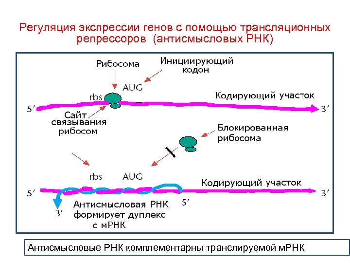 Регуляция экспрессии генов с помощью трансляционных репрессоров (антисмысловых РНК) Антисмысловые РНК комплементарны транслируемой м.