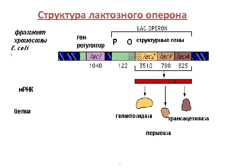 Структура оперона