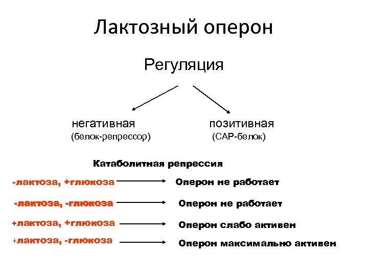 Лактозный оперон Регуляция негативная (белок-репрессор) позитивная (CAP-белок) Катаболитная репрессия -лактоза, +глюкоза Оперон не работает