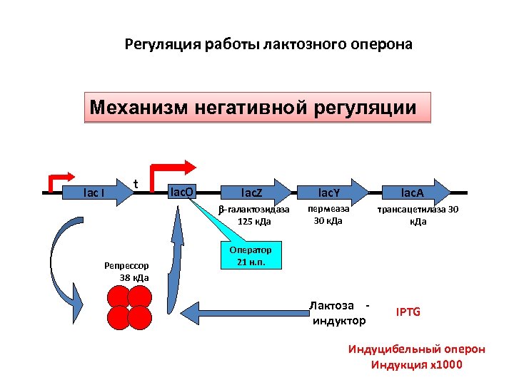 Схема лактозного оперона