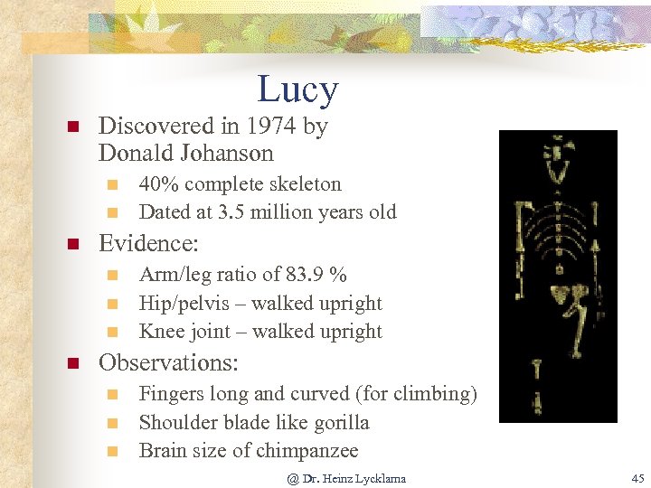 Lucy n Discovered in 1974 by Donald Johanson n Evidence: n n 40% complete