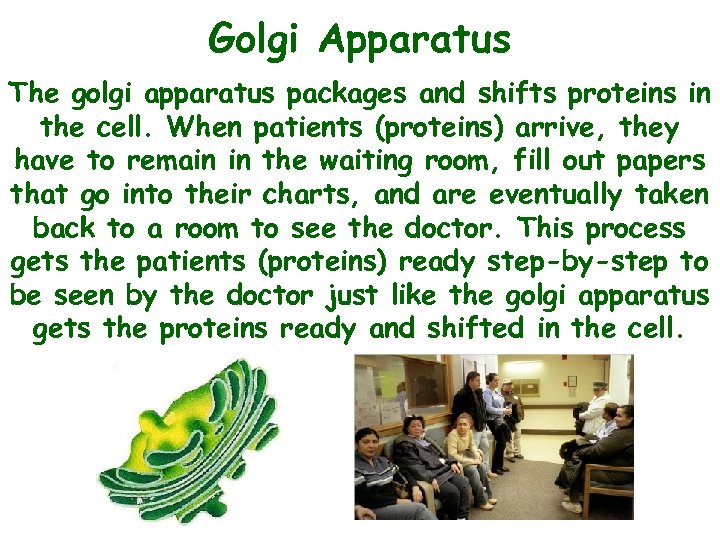 Golgi Apparatus The golgi apparatus packages and shifts proteins in the cell. When patients