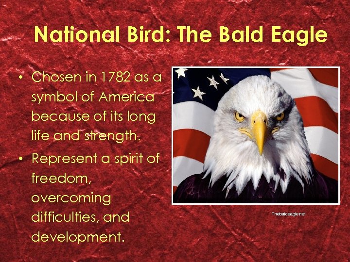 National Bird: The Bald Eagle • Chosen in 1782 as a symbol of America