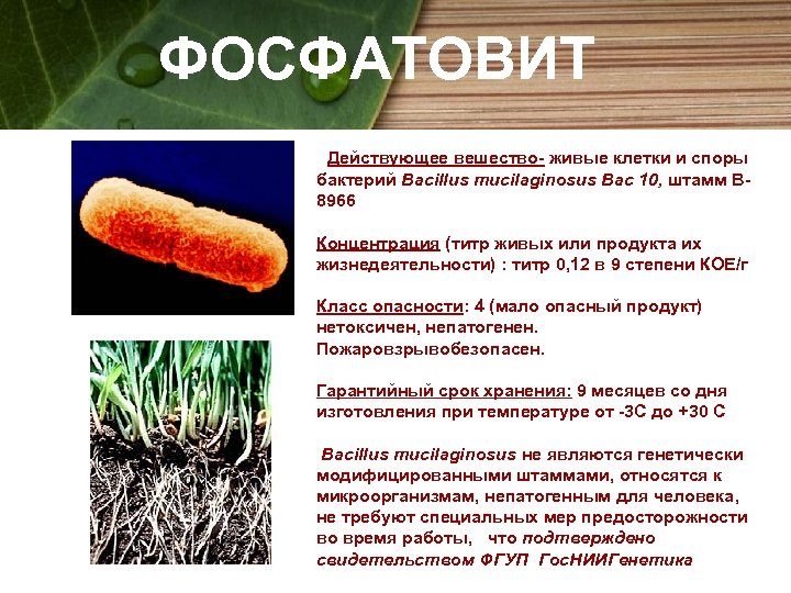 ФОСФАТОВИТ Действующее вешество- живые клетки и споры бактерий Bacillus mucilaginosus Bac 10, штамм В