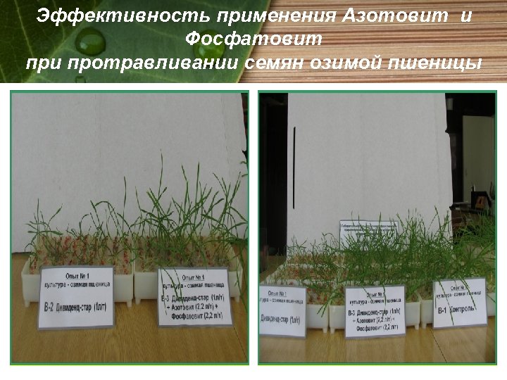 Эффективность применения Азотовит и Фосфатовит при протравливании семян озимой пшеницы 