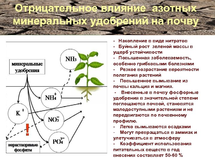 Отрицательное влияние азотных минеральных удобрений на почву - Накопление в виде нитратов - Буйный