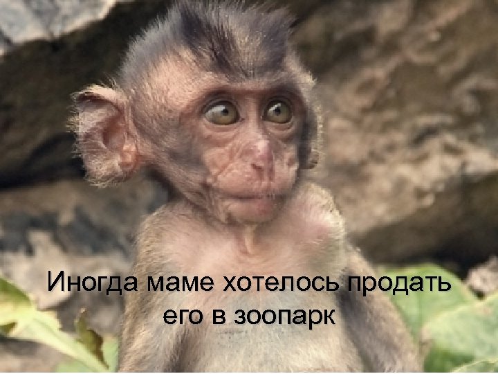 Иногда маме хотелось продать его в зоопарк 